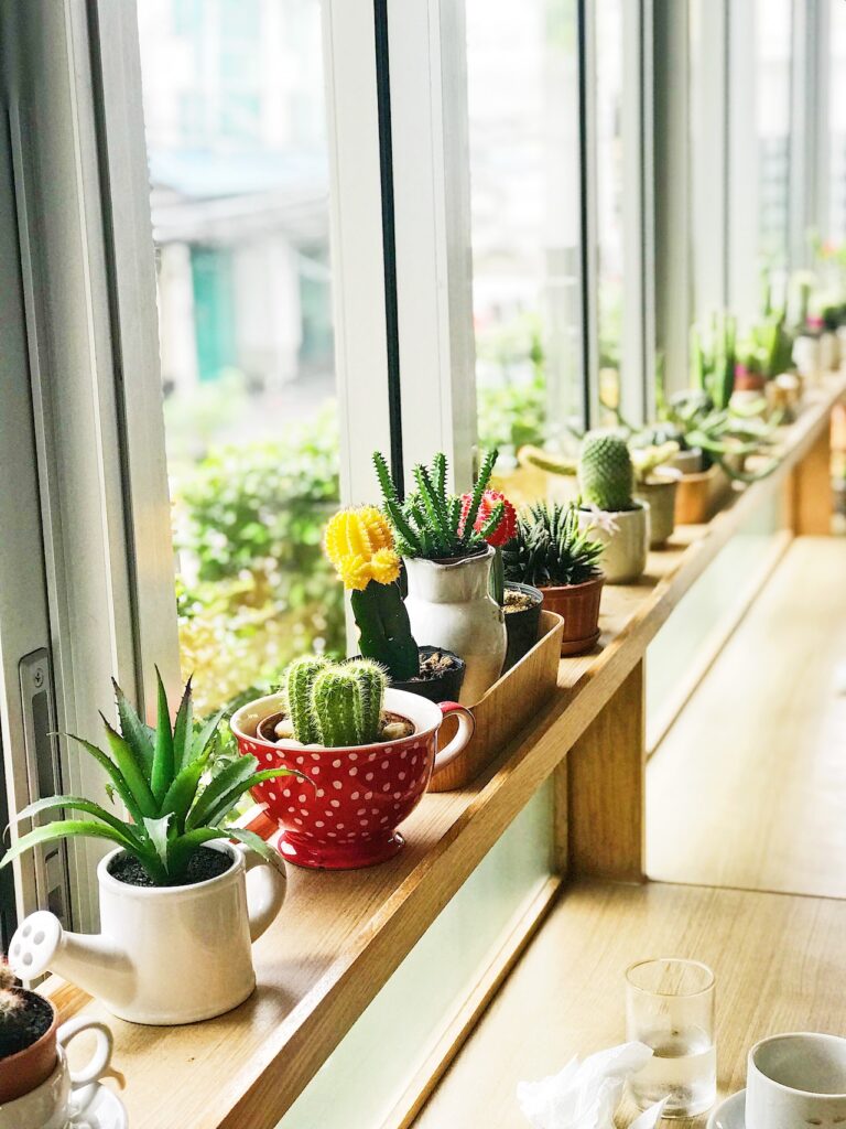 Plants on bench with natural sunlight