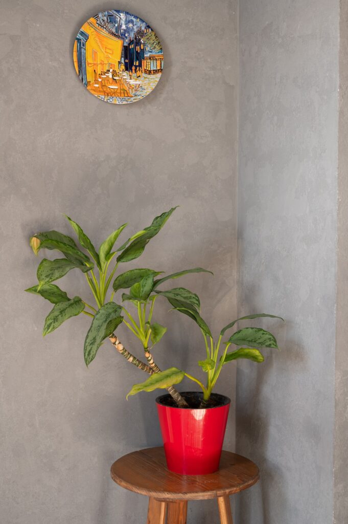 Indoor aesthetic plant