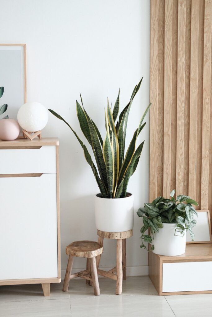 Indoor plants natural material stools