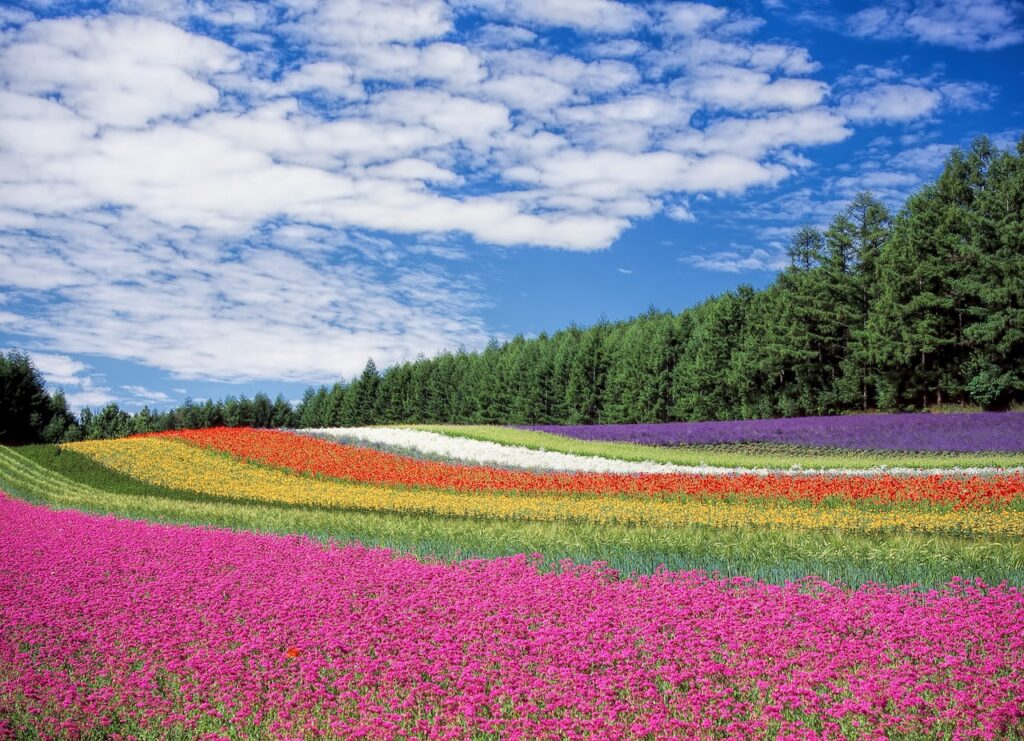 Meadow with bright color flowers biophilic theory