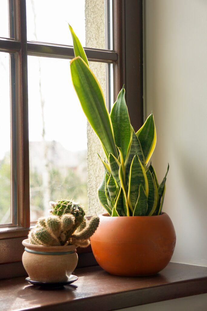 Plants in windowsill