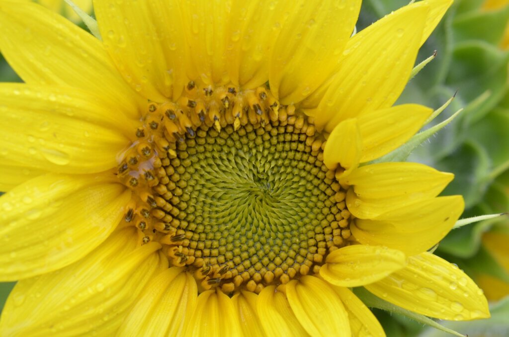 Golden ratio flower