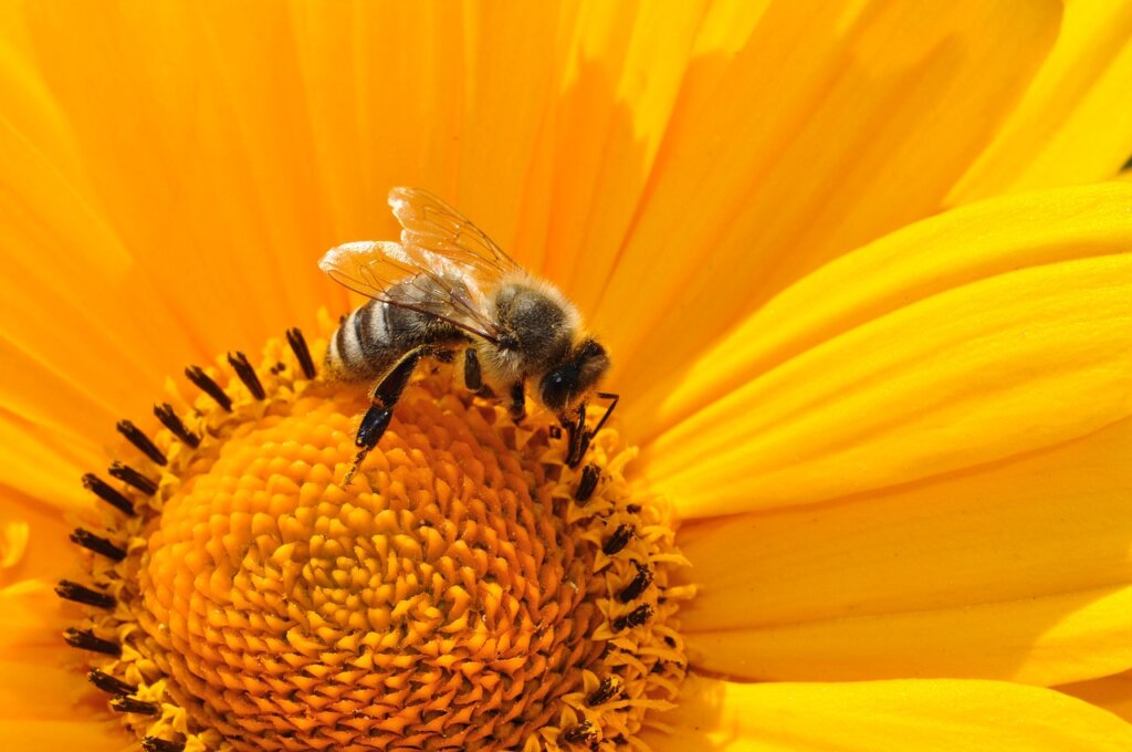 beekeeping hobbies for seniors