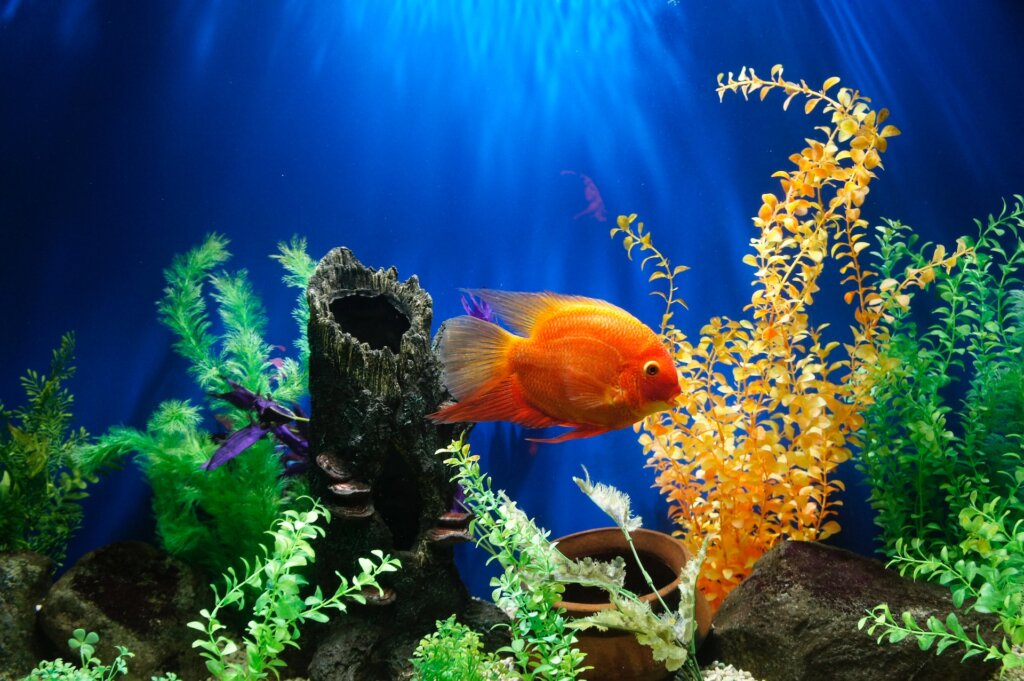 aquarium hobbies for seniors