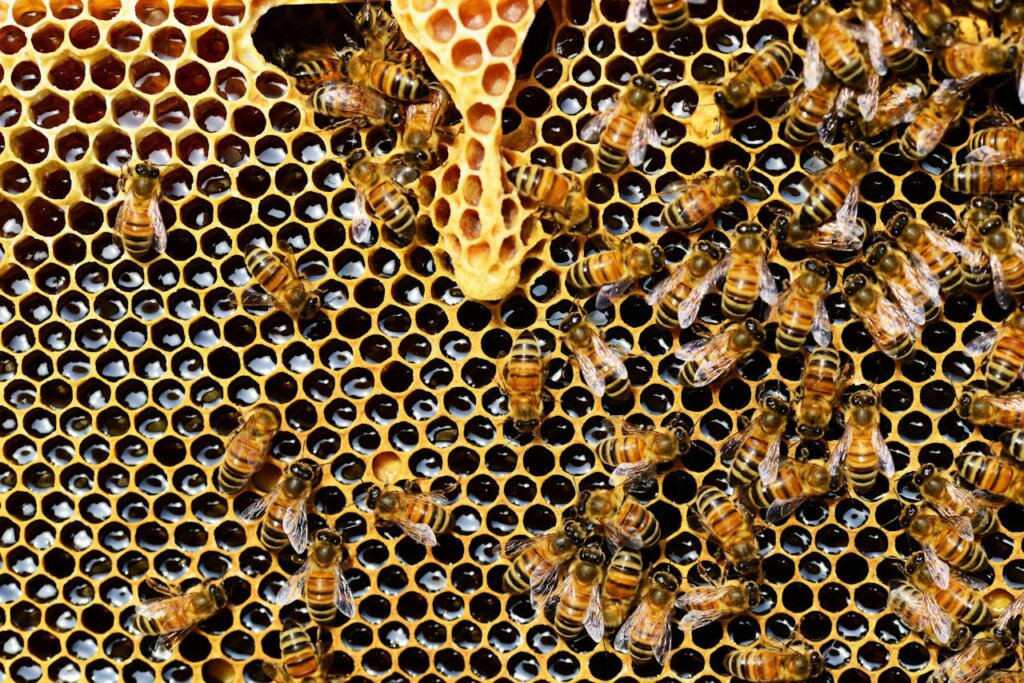 beekeeping slow living hobbies